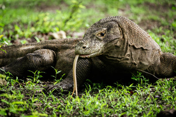 Komodo Dragon Wildlife Photo Komodo Island Island Indonesia Komodo Dragon on green rainforest ground sticking out his tongue observing the environment. Wildlife shot of Komodo Dragon (Varanus komodoensis). Komodo Dragons, also named Komodo Monitor are the largest living species of lizard on earth. Weighting up to 75kg (150 lb) with a maximum length of around 3m (10ft). Komodo Dragons are an old relict of large lizards that once inhabited Indonesia and Australia. Komodo Island, Komodo National Park, Flores, Indonesia, Southeast Asia. iucn red list photos stock pictures, royalty-free photos & images