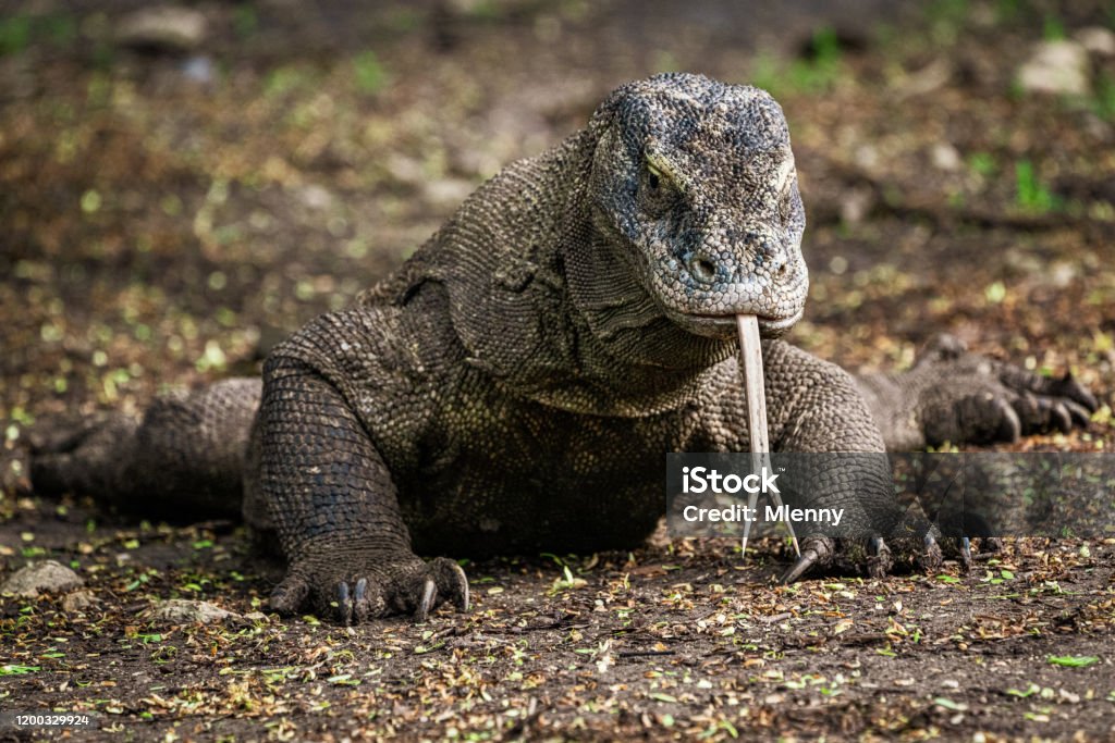 Komodo Dragon Wildlife Shot Rinca Island Indonesia Stock Photo - Download Image Now - Komodo Dragon, Animal, Animal Themes - iStock Komodo Dragon Wildlife Shot Rinca Island Indonesia Stock Photo - Download Image Now - Komodo Dragon, Animal, Animal Themes - iStock
