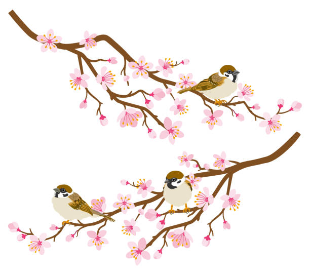 stockillustraties, clipart, cartoons en iconen met kleine vogels baars op cherry blossom tak-house sparrow, twee takken set - house sparrow