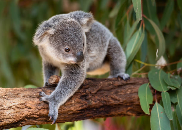 koala joey dans un sanctuaire de la faune australienne marche sur une branche d'arbre - eucalyptus eucalyptus tree leaf tree photos et images de collection