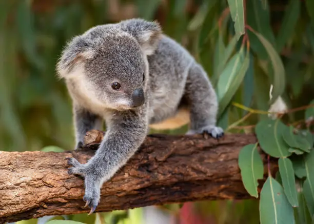 Koala joey in an Australian wildlife sanctuary walks on a tree branch with eucalyptus leaves shown in the background