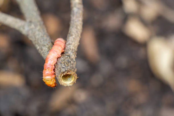 rote zeuzera coffeae oder motten stammborder zerstören baum, es sind gefährliche insektenschädlinge mit pflanzenkrankheit von gemüse und landwirtschaft. - crop farm nature man made stock-fotos und bilder