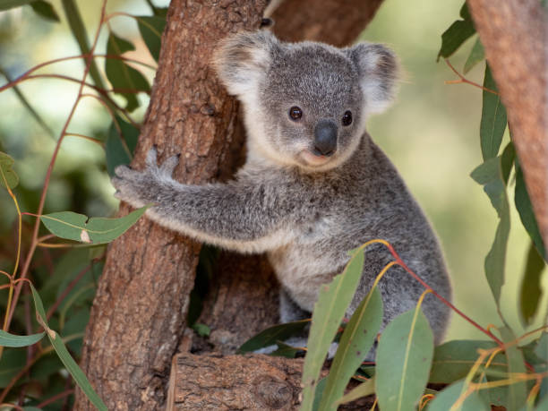Koala joey hugs a tree branch surrounded by eucalyptus leaves