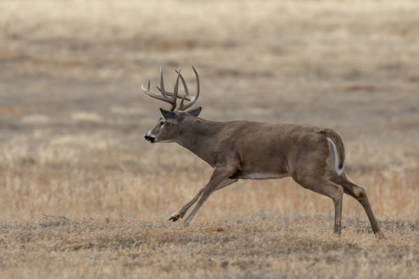 istock Whitetail Deer Buck in the Fall Rut 1200336860