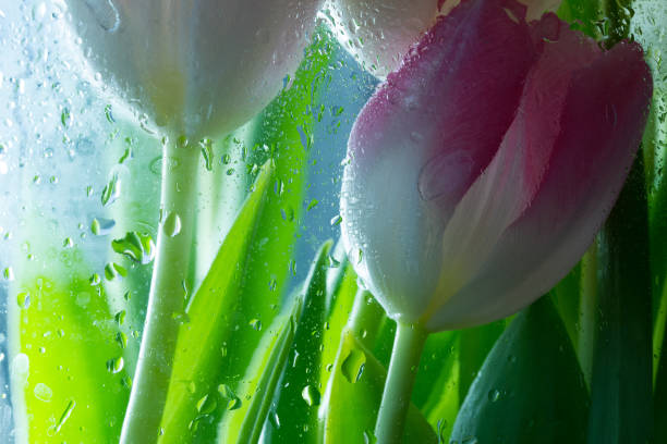 istock Close-up fresh pink tulips with water drops, fragment. 1200338109