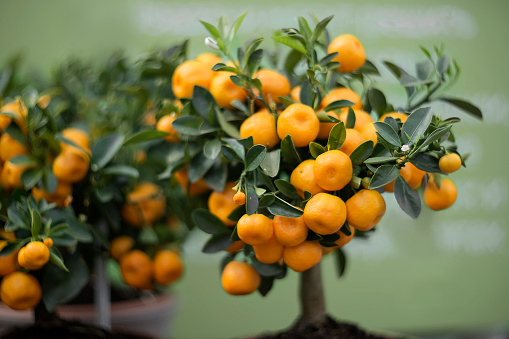 Potted decorative tangerine tree covered with fruits on a light green blurred background