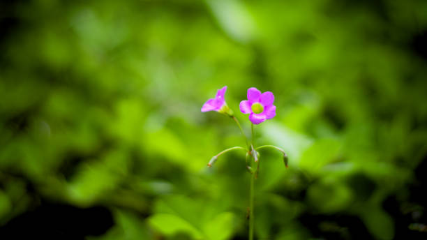 istock Delicate pink flowers in a garden 1200338344