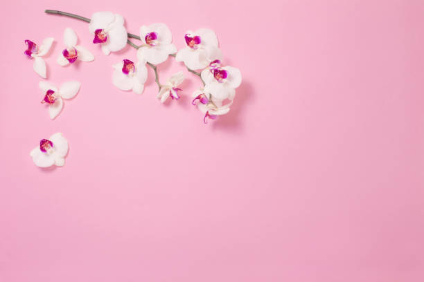 istock white orchid flowers  on pink paper background 1200338653