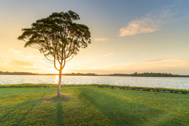 vista panorámica naturaleza paisaje de un árbol verde al atardecer - grass lake fotografías e imágenes de stock