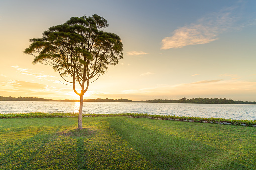 Panoramic view nature Landscape of a green tree at sunset