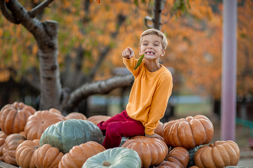 Boy in the autumn in an agricultural field stands near a cart with a pumpkin crop