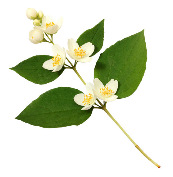 istock Jasmine flowers and leaves 1200342611