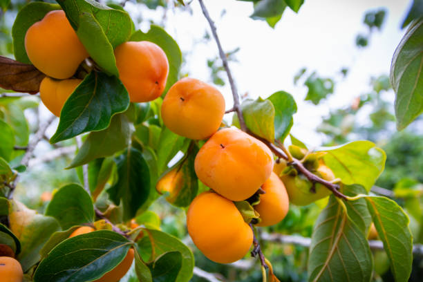 istock Persimmon tree in persimmon farm ready for harvest. 1200342795