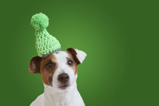 istock Jack Russell Terrier isolated in a knitted hat on a green background. 1200342866