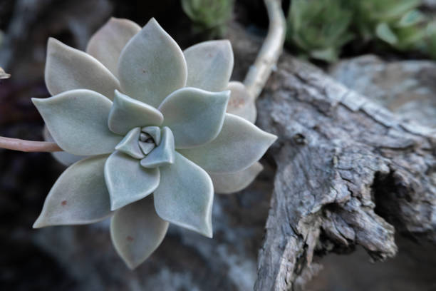 Graptopetalum paraguayense rosette with bluish-grey shades