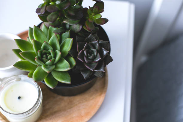 istock Tiny succulents on bedside table in the bedroom in scandinavian style home 1200344879