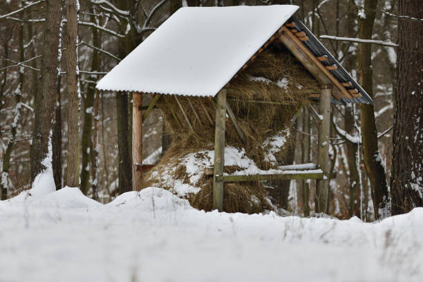 istock Fodder rack for deer with hay for animal in winter forest 1200345624