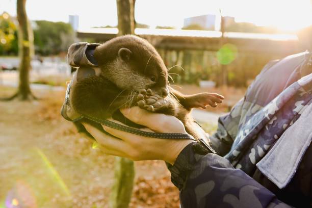 An Oriental small clawed otter (Aonyx cinerea). Also known as the Asian Small Clawed Otter.