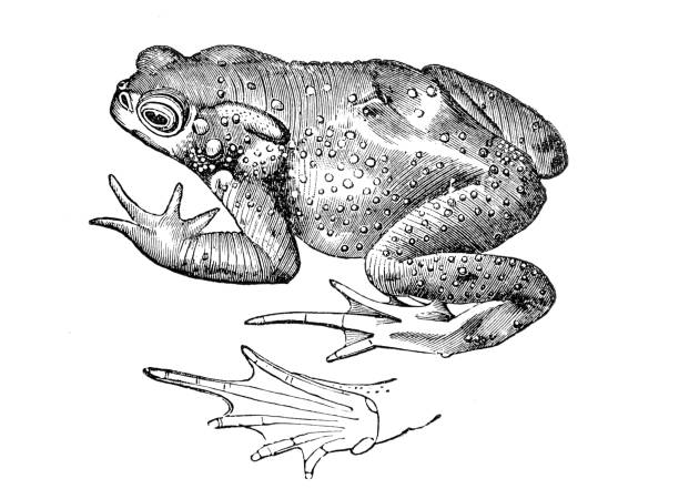 illustrazioni stock, clip art, cartoni animati e icone di tendenza di dettaglio comune di rospo e piede - common toad