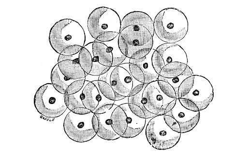 Frogspawn Shape Frog Spawn Diagram Stock Illustration - Download Image Now - Animal ...