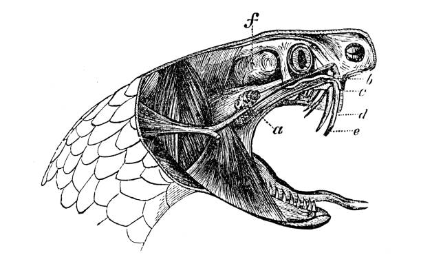 istock Cross section of the head of a snake 1200347536