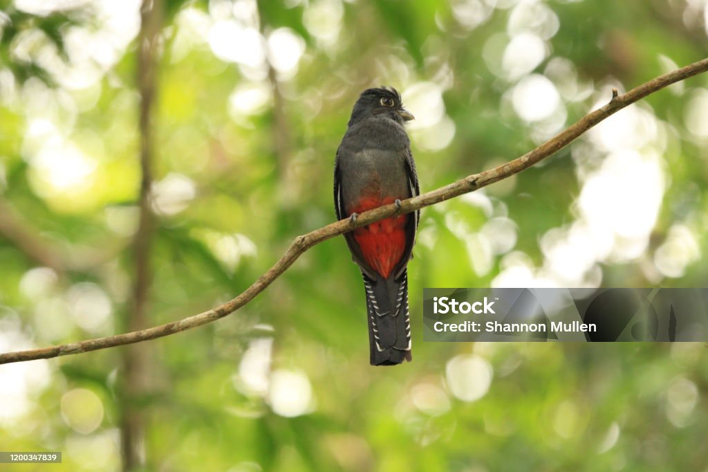 Trogon in Amazon Rainforest Female trogon perched on a branch in Amazon Rainforest in Cuyabeno Wildlife Reserve, Ecuador. Amazon Rainforest Stock Photo