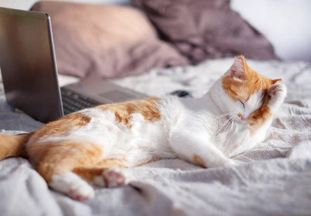 istock Orange and white cat lying on bed and cleaning herself 1200348543