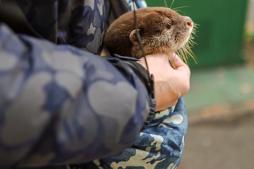 Japanese owner loves Asian small-clawed otter from Indonesia as pet.