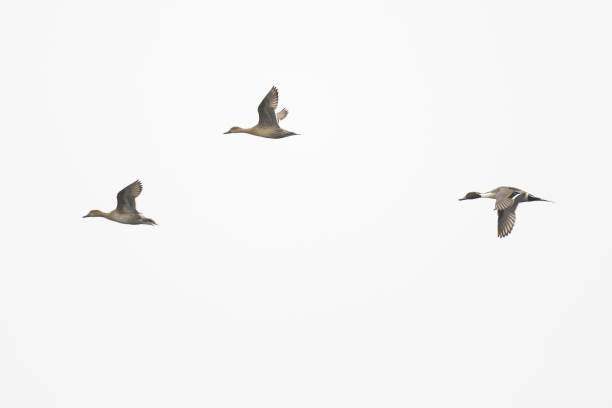 Pintail drake male female hen flock flying stock photo