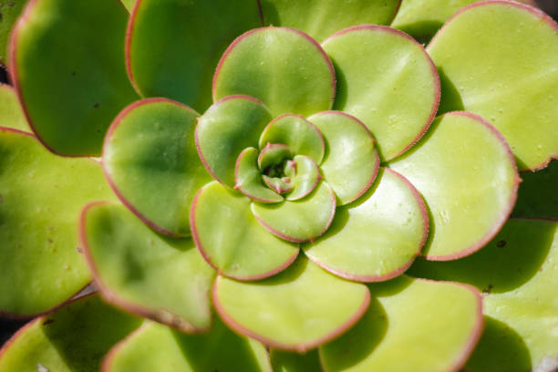 istock Sempervivum tectorum (common houseleek) plant closeup - 1200350141