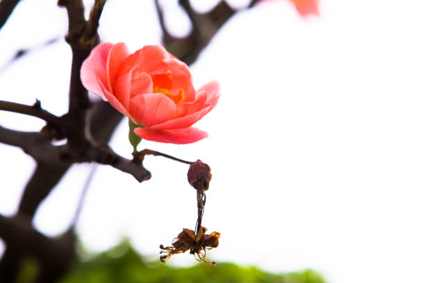 Early spring after winter, pink longevity plum blossomed