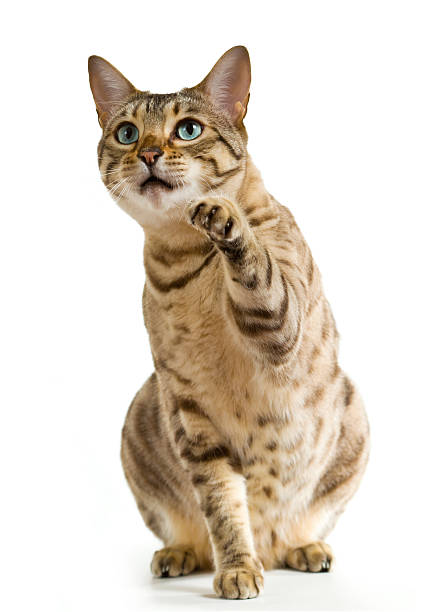 gato bengala clawing no ar - sidelit - fotografias e filmes do acervo