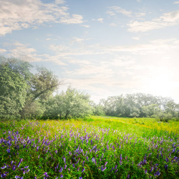 fresh, colourful spring landscape