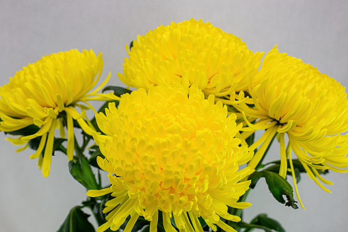 Yellow chrysanthemums on a gray background.