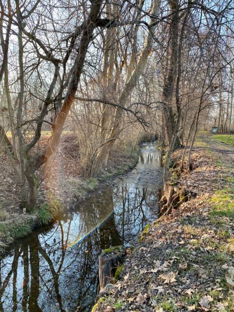 istock “Brabbia swamp”, northern Italy , january 1200352189