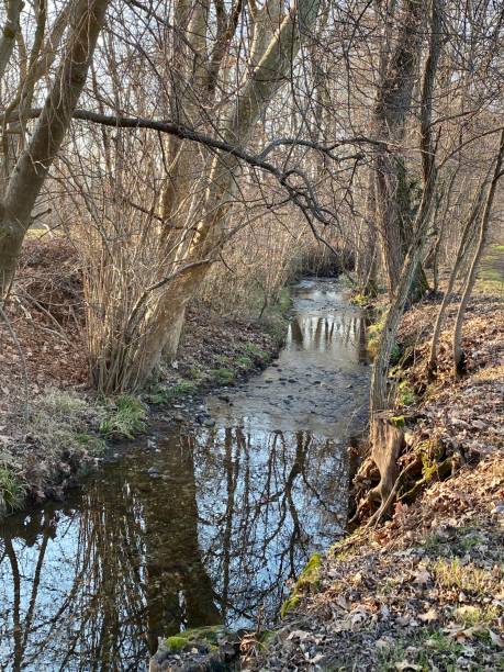 istock “Brabbia swamp”, northern Italy , january 1200352251