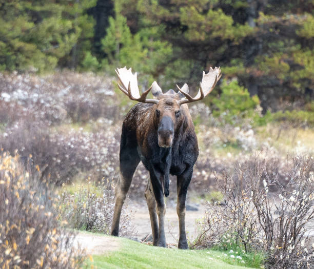 Canadian Bull Moose Bull Moose Canada Jasper National Park bull moose stock pictures, royalty-free photos & images