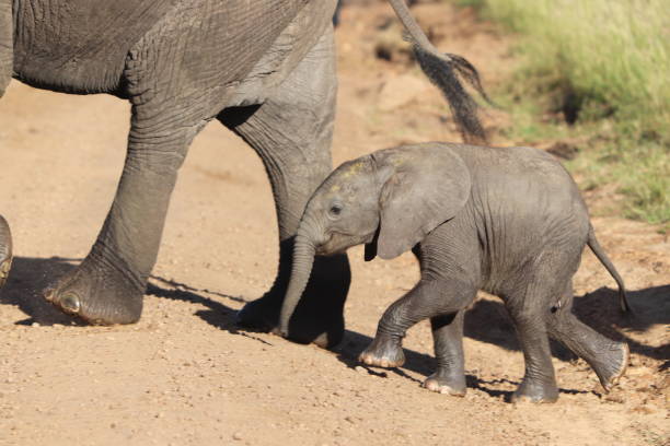 istock Baby elephant in the african savannah. 1200355313