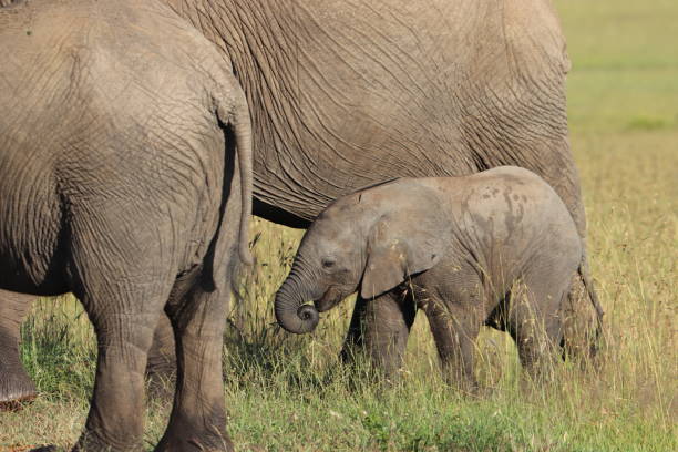 istock Baby elephant in the african savannah. 1200355323