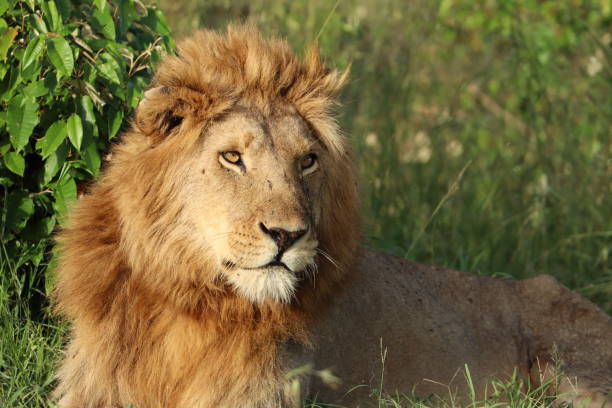 istock Lion head closeup in the african savannah. 1200355355