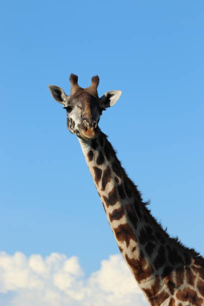 istock Giraffe head closeup in front of blue sky. 1200355375