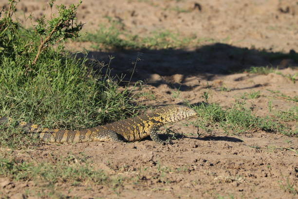 istock Monitor lizard in the african savannah. 1200355385