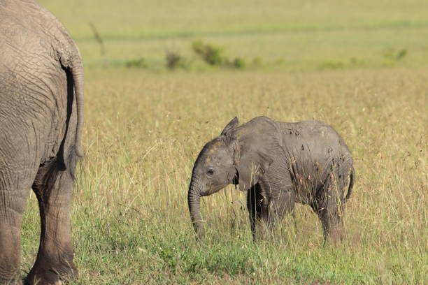 istock Baby elephant in the african savannah. 1200355392