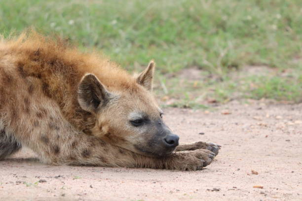 istock Resting hyena head closeup in the african savannah. 1200355980
