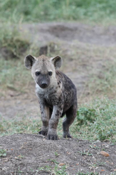 istock Young hyena by its den in the african savannah. 1200356013