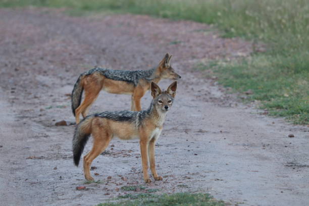 istock Two black-backed jackals on a road in the african savannah. 1200356069