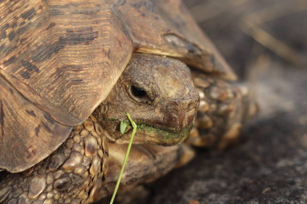 istock Leopard tortoise head closeup and eating grass. 1200356073