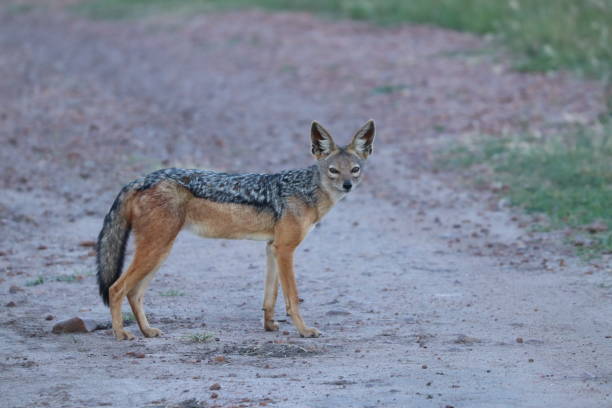 istock Black-backed jackal in the african savannah. 1200356096