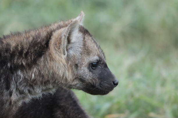 istock Spotted hyena cub face closeup. 1200356105