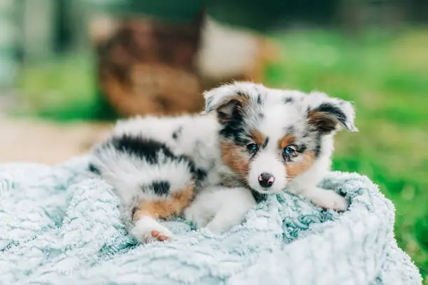 Spotted mini Australian Shephard puppy dog with blue eyes and very soft fur laying on a baby blue blanket